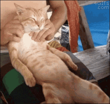 Ahhh Cat GIF - Ahhh Cat Massaging GIFs