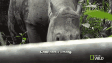Come Here Puntong Puntong GIF - Come Here Puntong Puntong Supporting Puntong The Rhino GIFs