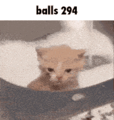 a picture of a kitten in a bathtub with the words balls 294 above it