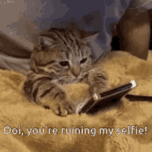 Selfie Cute Cat GIF