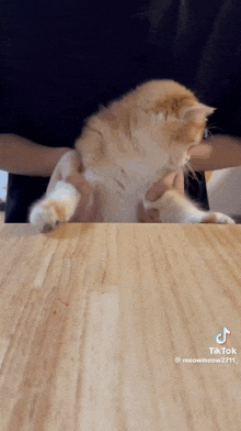 a person is holding a cat on a table .