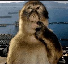 a close up of a monkey 's face with a body of water in the background