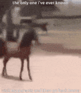 a blurred image of a horse with the caption " the only one i 've ever known "