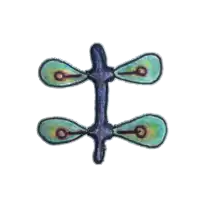 a drawing of a peacock feather with the letter t on it