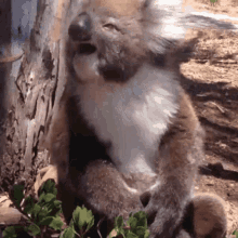 koala gets kicked out of tree and cries