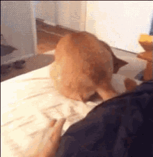 This Dog GIF - This Is Dog GIFs
