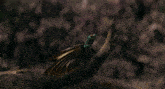 a close up of a bird 's tail on a branch