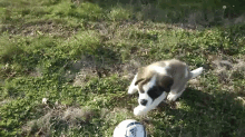 Cute 9 Week Old Saint Bernard Puppy Fredo Attacks Soccer Ball GIF - Dog Puppy Cute GIFs