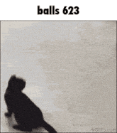 a black cat is walking on its hind legs with the words balls 624 above it