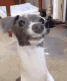 Dogs Funny Animals GIF