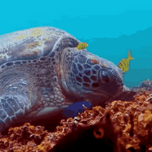 What Fish What Are You Doing GIF - What Fish What Are You Doing Turtle GIFs