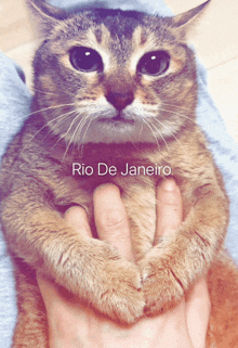 Rio De Janiero Cat GIF