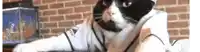 a black and white cat is wearing headphones and a baseball uniform