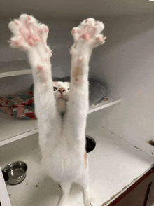 a white cat 's paws are up in the air