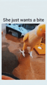 a picture of a bird with the words she just wants a bite below it