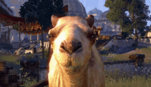Stare Camel GIF - Stare Camel Really GIFs
