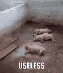 Useless Pig GIF - Useless Pig Piggy GIFs