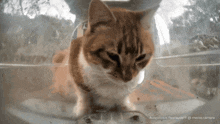 an orange and white cat is in a clear container with the caption auspiceous restaurant