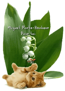 a kitten is laying on its back next to a lily of the valley