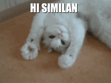 Similan Hi GIF - Similan Hi Catboy GIFs