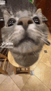 Kitty Cat GIF - Kitty Cat Silly Cat GIFs