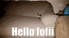 Hello Fofii GIF - Hello Fofii Cat GIFs