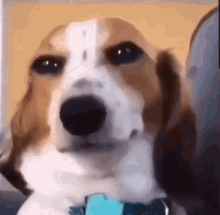 a close up of a brown and white dog with a blue collar