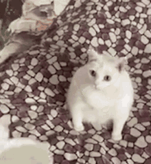 Vomiting Cat Bleah Gif - Vomiting Cat Bleah Eww - Discover & Share Gifs