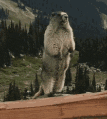 a ground squirrel standing on its hind legs with the words malenat written in white