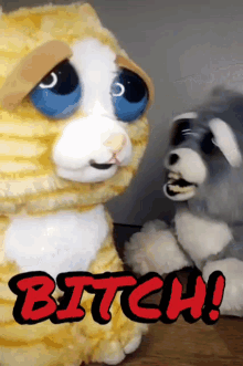 Feistypets Say That To My Face GIF