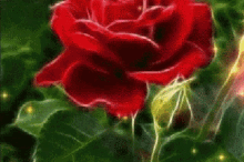 Rose Sparkling GIF - Rose Sparkling GIFs