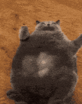 a very fat cat is laying on its back with its paws up