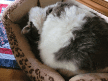 a cat is sleeping in a leopard print cat bed