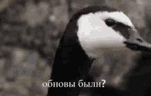 a close up of a black and white goose with a foreign language written on it .
