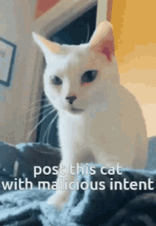 Cat Silly Cat GIF - Cat Silly Cat Malicious GIFs