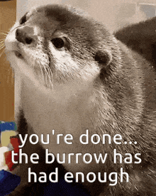 an otter with the words you 're done the burrow has had enough on it