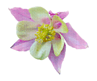 a pink flower with blue leaves is surrounded by the words picmix