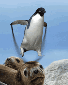 Ugrókötelezőpingvin Jumping Penguin GIF - Ugrókötelezőpingvin Jumping Penguin Jumping Rope GIFs