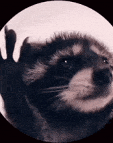 Raccoon Rave GIF - Raccoon Rave Mapache GIFs
