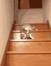 cat rolling down stairs nailed it lazy