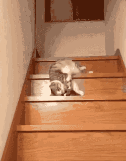 cat-rolling-down-stairs.gif