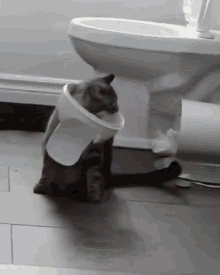 Cat Trouble Maker GIF - Cat Trouble Maker Trash Can GIFs