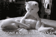 Cats Funny Animals GIF