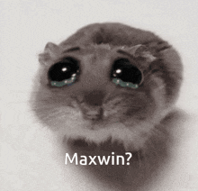 a close up of a hamster with tears in its eyes and the words maxwin written on the bottom .