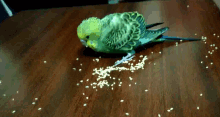katy pellets bird eating