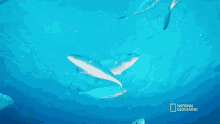 Close Encounter Can Sharks Detect Magnetic Fields GIF - Close Encounter Can Sharks Detect Magnetic Fields Sixth Sense GIFs