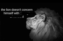 a black and white photo of a lion with the words " the lion does n't concern himself with it "