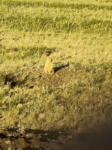 a squirrel is sitting in the grass near a river