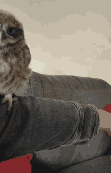 Eating Owl Little Owl GIF - Eating Owl Little Owl Owl Lucy GIFs