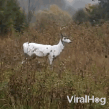 Deer Viralhog GIF - Deer Viralhog Piebald Deer GIFs